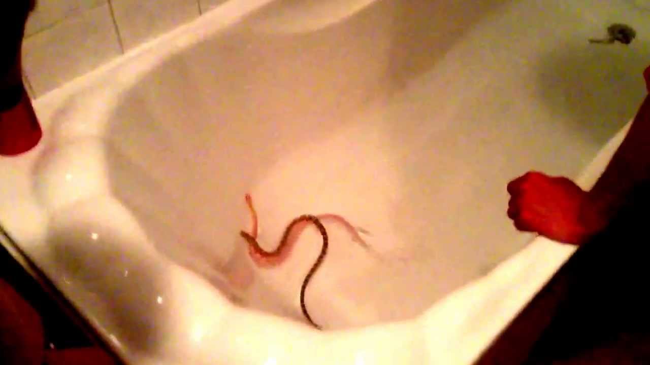 Corn snakes having a bath. YouTube