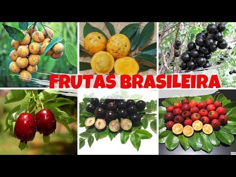 Vídeo: Nomes De Frutas Silvestres