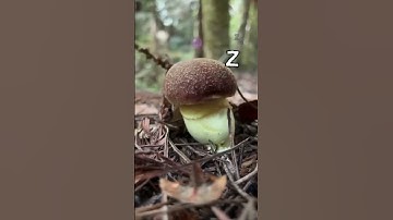 Mushroom Tapping (PVZ Animation) #shorts #animation