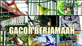 SUARA BURUNG KECIAL KUNING GACOR BERJAMAAH