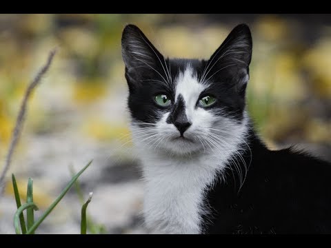 Video: Infección Por Ameba En Los Gatos »Wiki Ùtil Amebiasis Felina - Causa De La Diarrea Del Gato