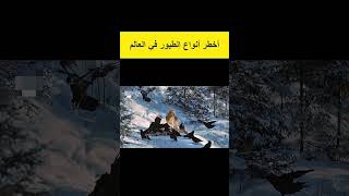 أخطر أنواع الطيور في العالم