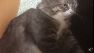 横たわりながら甘える猫 ノルウェージャンフォレストキャット A lazy cat lying down