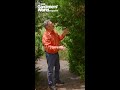 Trimming evergreen hedges at the wrong time | Common pruning mistakes to avoid