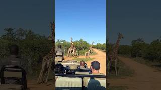 Giraffe Ki Fight Itni Khatarnaak Hoti Hai? 😱 | 3 Amazing Giraffe Facts #shorts #Giraf #Giraf fight