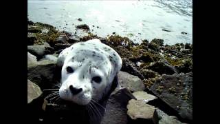 seal_pup.wmv