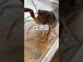 生きたザリガニをカメに与えようと思います。