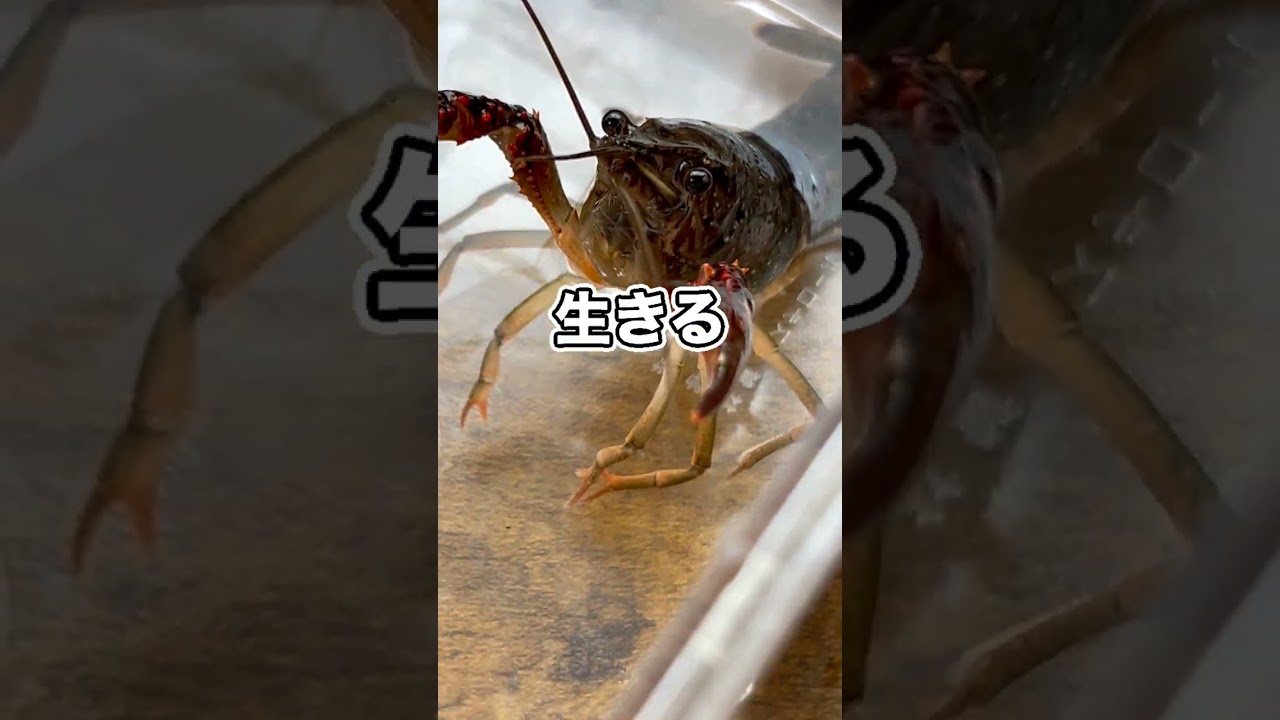 生きたザリガニをカメに与えようと思います。