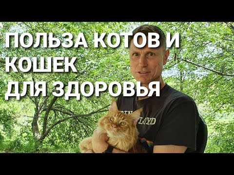 Польза котов для здоровья. Научно обоснованные факты.