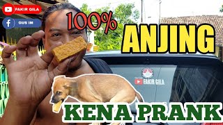 Prank Anjing 100% asli lucu