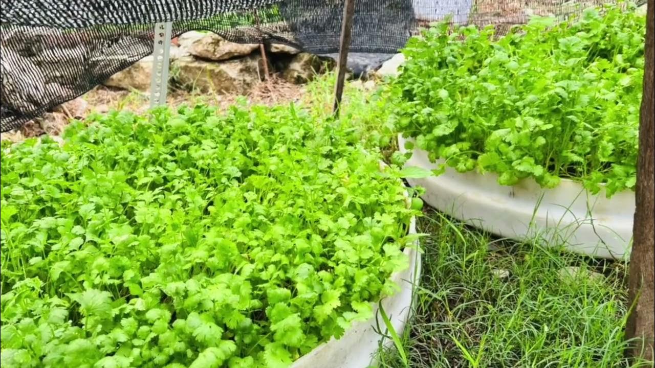 Stages of Parsley Growth from Seedling, Growth to Harvestable YouTube