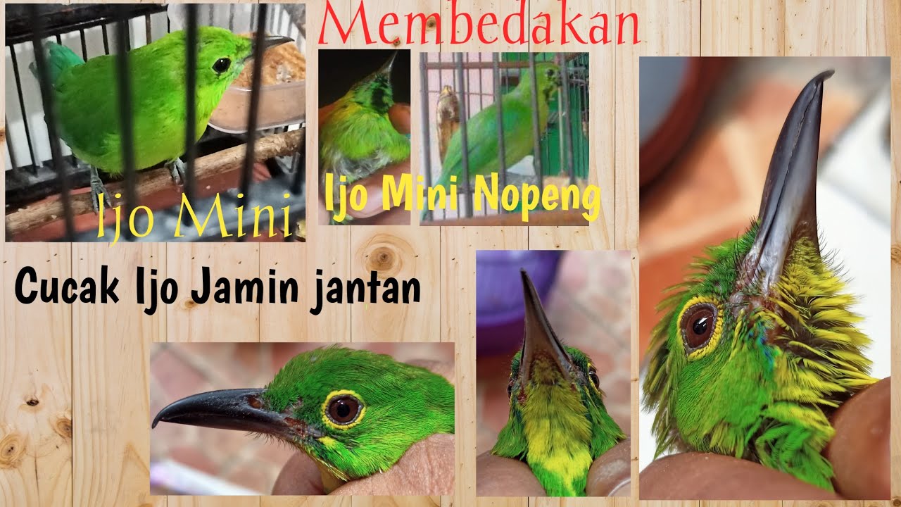 Membedakan Cucak Ijo mini \u0026 Cucak ijo besar