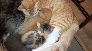 Mango The Kitten Sleeping With His Little Brother and Sister / CUTE FUNNY ADORABE ANIMALS by CUTE  FUNNY ADORABLE ANIMALS 57 views 1 year ago 30 seconds