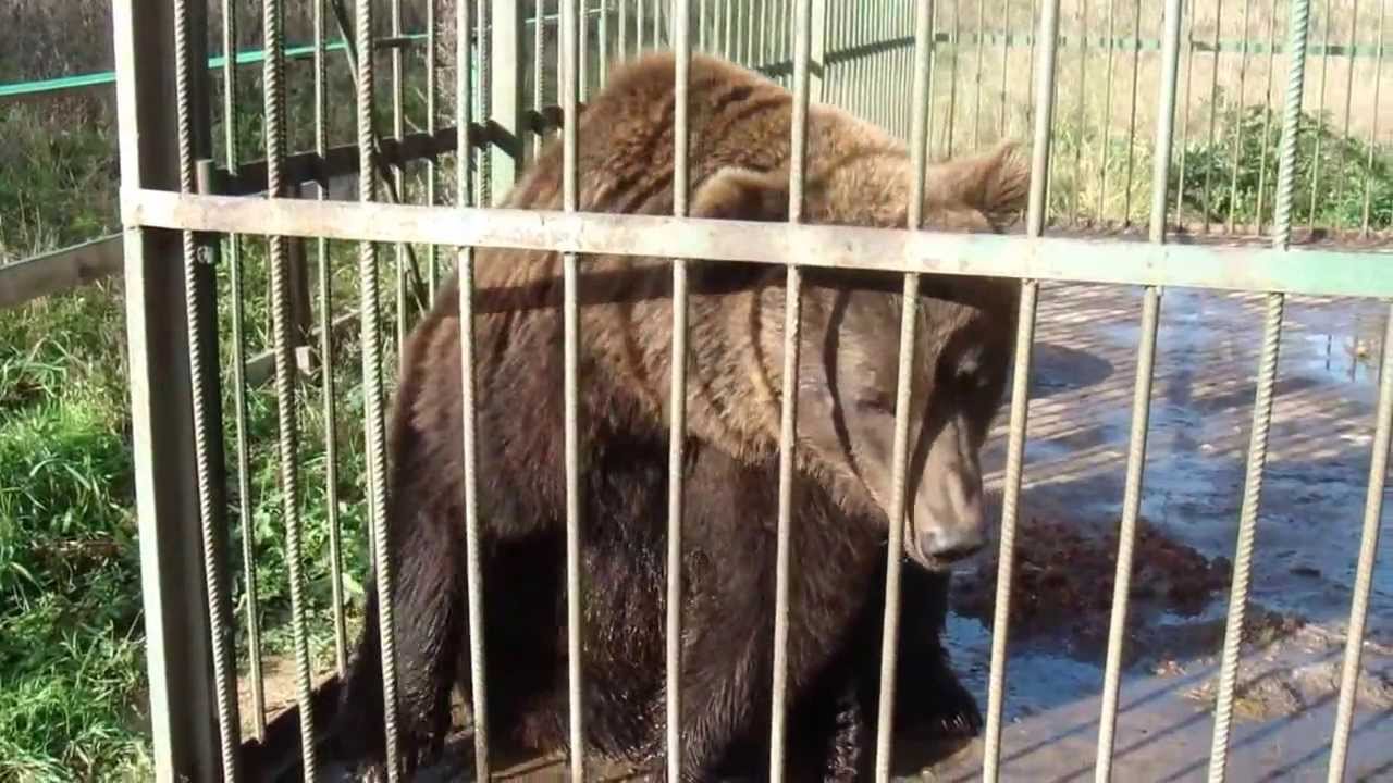 Авто потапыч дубовое