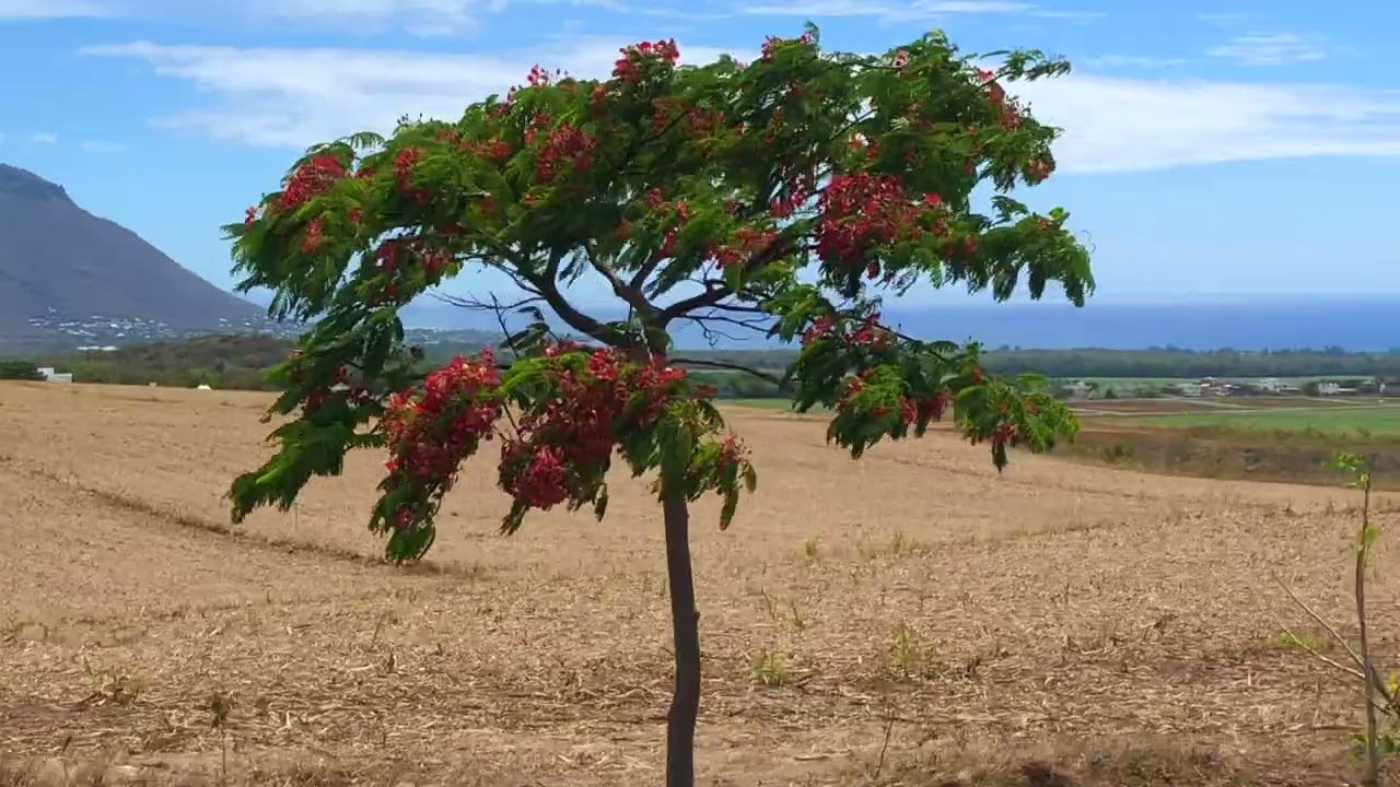 Quatre Bournes to La Gaulette - Mauritius Travel Adventures episode 11