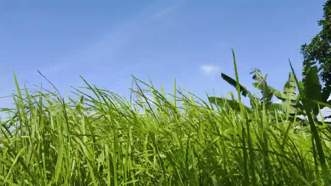 Time lapse rumput tertiup angin | Time lapse grass blowing in the wind