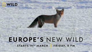 Europe's New Wild | Promo | Nat Geo Wild