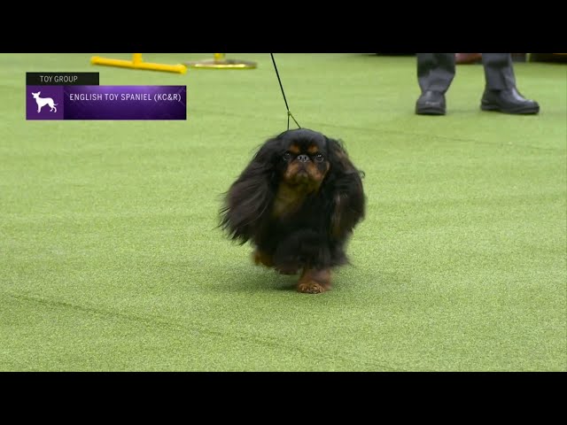 Cavalier King Charles Spaniel, 2023 National Dog Show, Toy Group - NBC  Sports