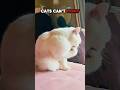 Cats Can't fight?🥶