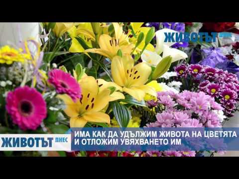 Видео: Пролетни звездни цветя в саксии Ipheion - Грижа за пролетни звездни цветя в контейнери