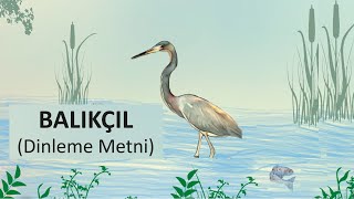 Balıkçıl Dinleme Metni