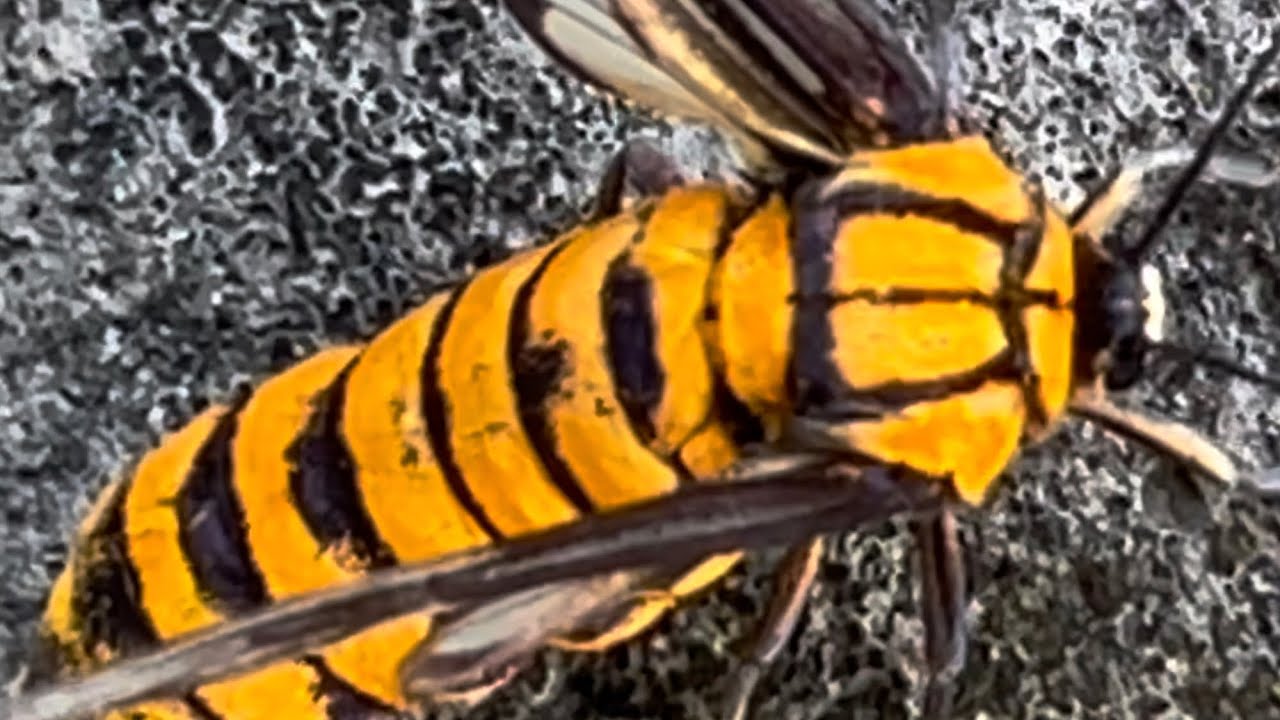 Found an insect with a very beautiful color. - YouTube