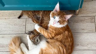 LOVE AND HATE OF THE MAINE COON LORD AND KITTENS / The reaction of a lynx kitten to a live pig