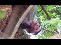 Baby Monkeys Acting Silly & Cute! 😂