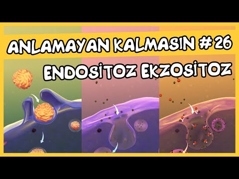 Anlamayan Kalmasın #26 Endositoz ve Ekzositoz