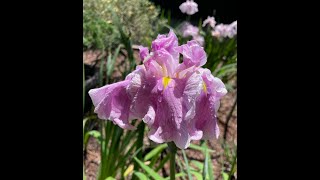 JAPANESE IRIS BLOOM - COAST TO COAST