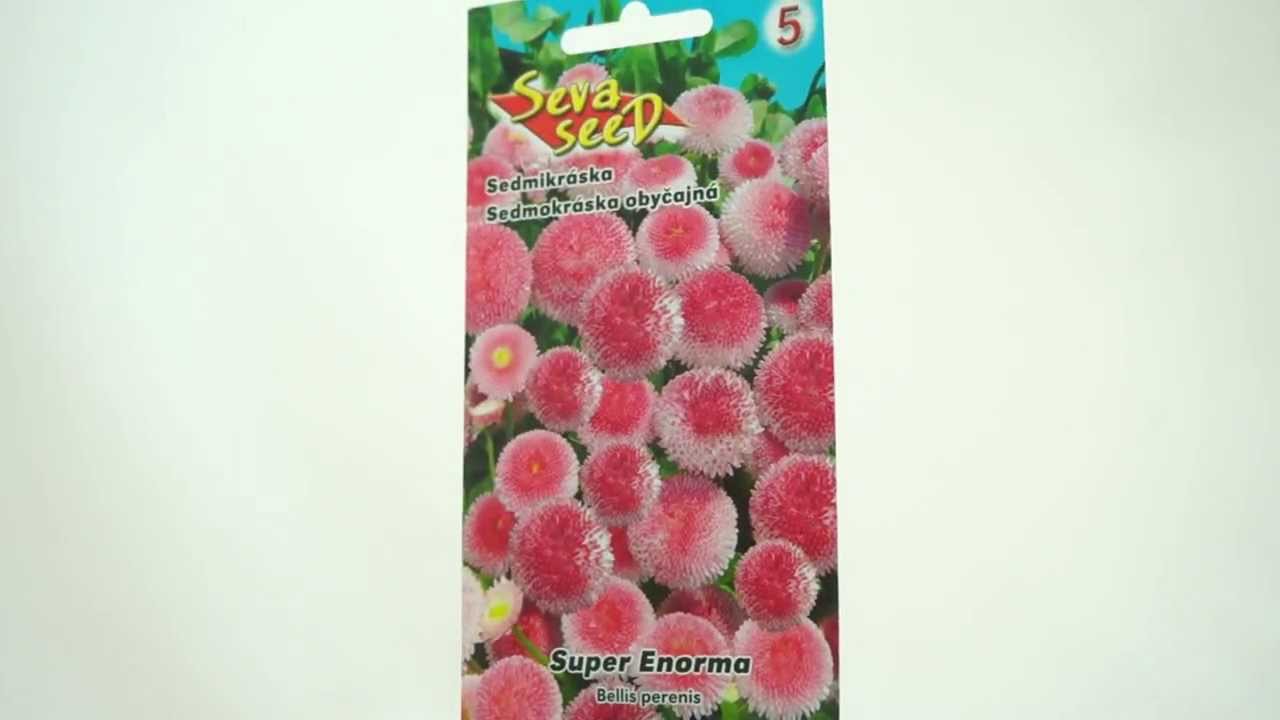 Sedmikráska bellis perenis - semena 0,1 g