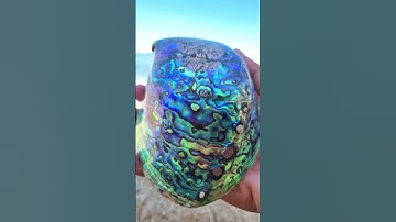 Paua Abalone Shell on white sand & waves 🌊 Eco décor, jewelry & craft beauty 🐚💎 #abalone