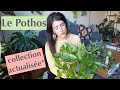 Le Pothos : mise à jour de ma collection (Scindapsus)