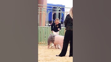 Love watching Krew and Karis work at a Livestock show. Showing their pigs. #showpigs #pigs
