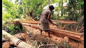 Making Lumber from coconut tree Using Chain Saw