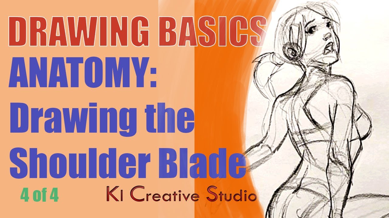 Drawing Basics - ANATOMY - How to Draw the Shoulder Blade (Scapula) 4 ...