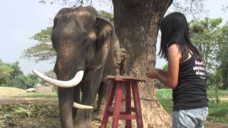 Thai Elephant 'Oom Chakawan' - Sculpture by Khwan Barton