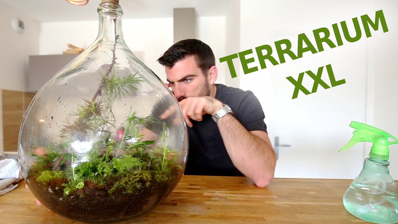 Il galère pour faire un terrarium géant *!