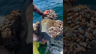Fishermen found a large injured turtle#shortvideo