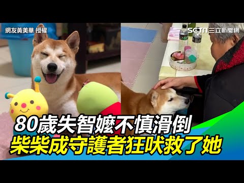 80歲失智嬤不慎滑倒　柴柴成「守護者」狂吠救了她！｜三立新聞網 SETN.com