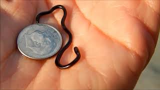 Worlds Smallest Brahminy Blind Snake