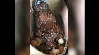 Tringjyrshja Me Zogj