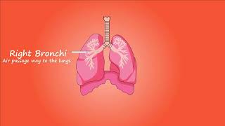 "Lung Anatomy Exposed! Trachea, Bronchi &amp; Diaphragm 🫁 #AnatomyForgeDr"