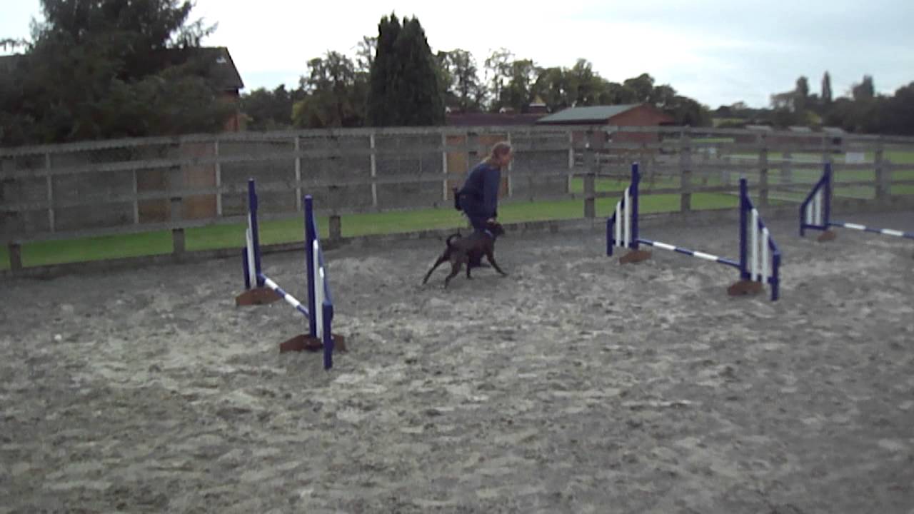 RSPCA Millbrook Rehoming Mushka tries agility 1 YouTube
