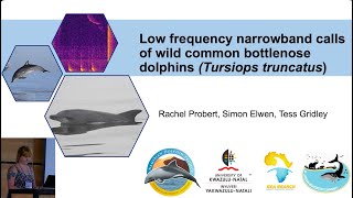 Low-frequency narrowband calls: common bottlenose dolphins - Rachel Proberts
