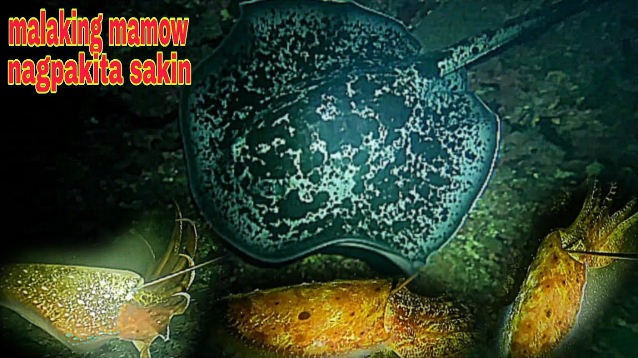 ep254.napakalaking mamow nagpakita sakin nagulat ako.