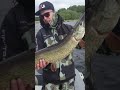 Отпускайте щук... #рыбалка #щука #pikesurgeon #рыба #спининг #залив #кайф #pike #bigfish #bigpike