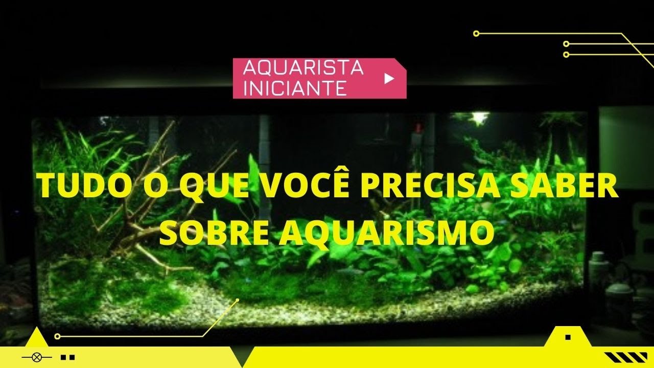 Aquarismo para iniciantes! tudo o que você precisa saber sobre aquarismo.