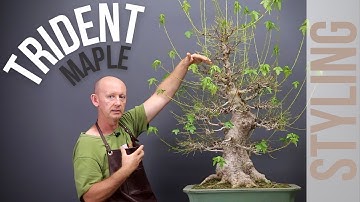 Trident maple bonsai styling: Defoliation, Branch Selection and Development, Scar Treatment.