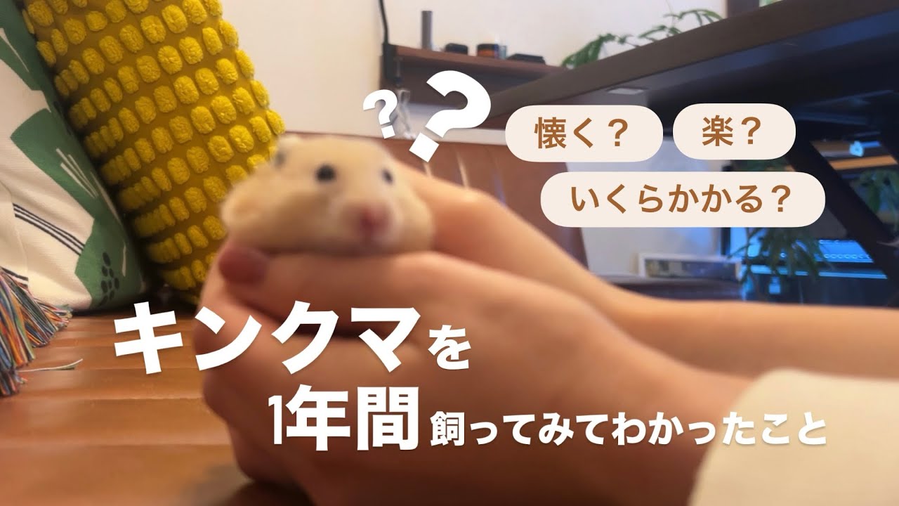 キンクマを1年間飼ってみてわかったことについて。